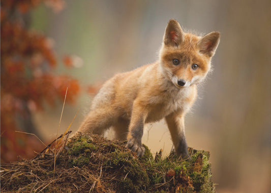 Fox | Wallpaper