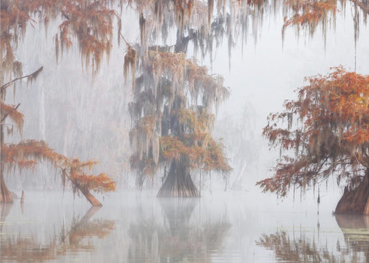 Mystisk Bayou | Tapet