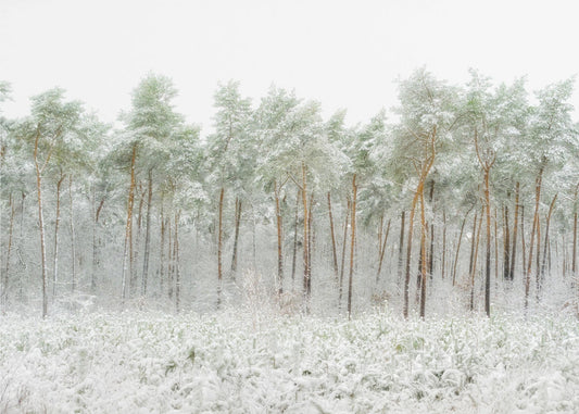 Snövärld | Tapeter