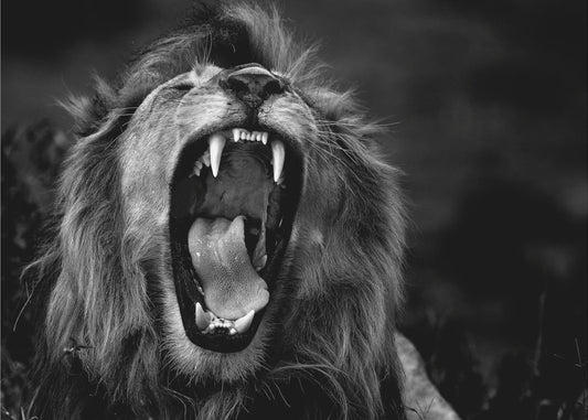 Roar | Canvas