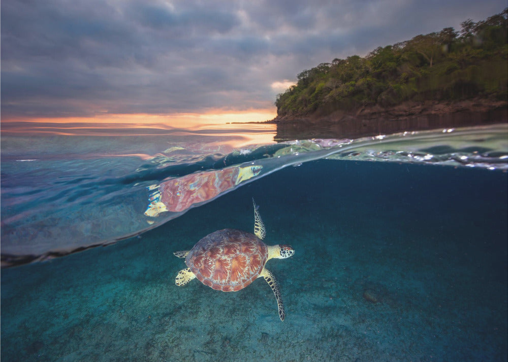 Tartaruga verde al tramonto | Carta da Parati Fotografica