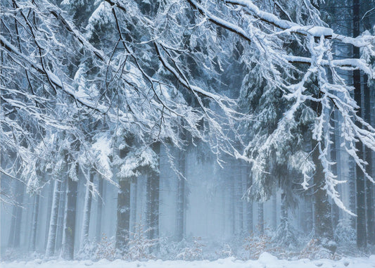 Snövärld | Tapeter