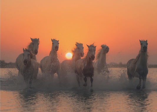 Solnedgång i Camargue | Tapet