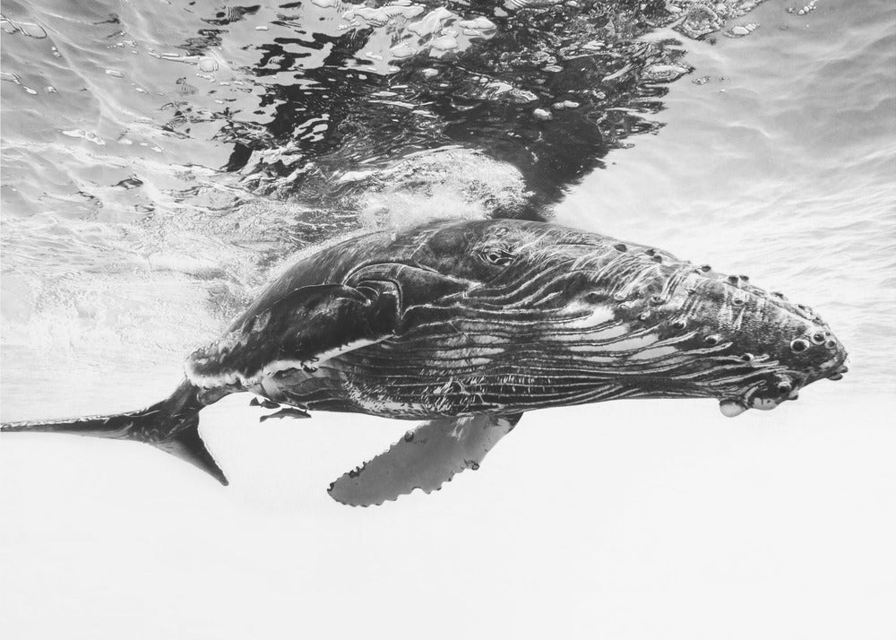Cucciolo di megattera | Carta da Parati Fotografica