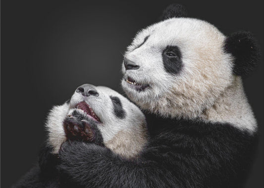Pandor | Tapeter