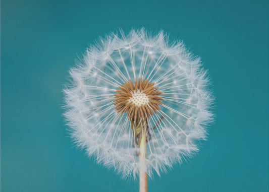 Dandelion | Wallpaper