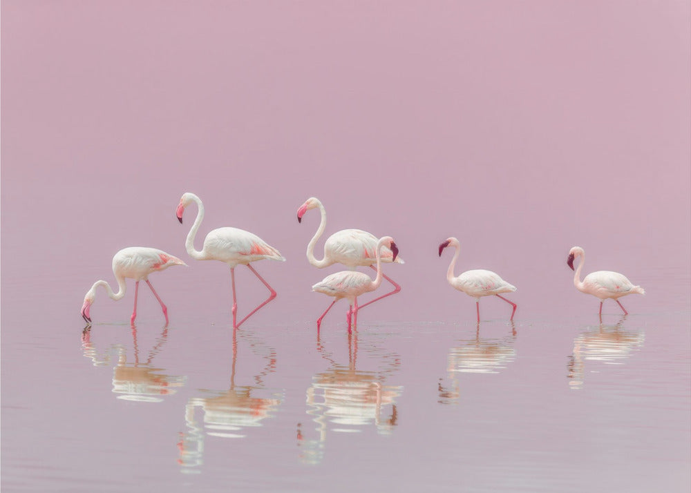 Flamingos | Tapeter