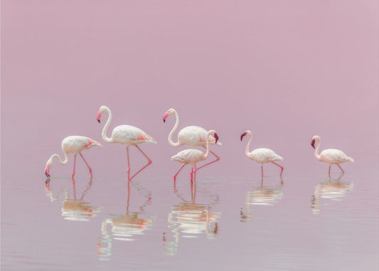 Flamingos | Tapeter