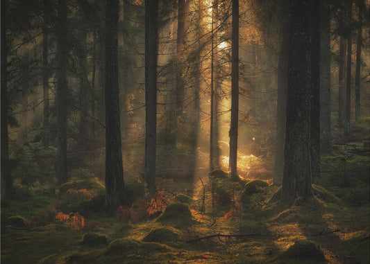 Ljuset i skogen | Tapet