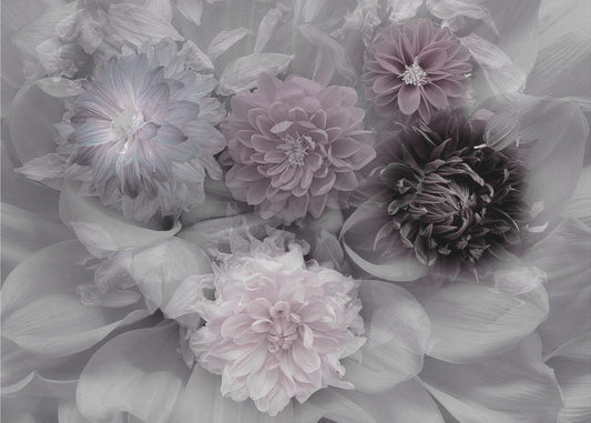 Dahlia dröm | Poster