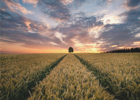 Drömmarnas fält | Tapeter