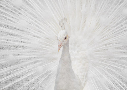 Splendid White | Tapet