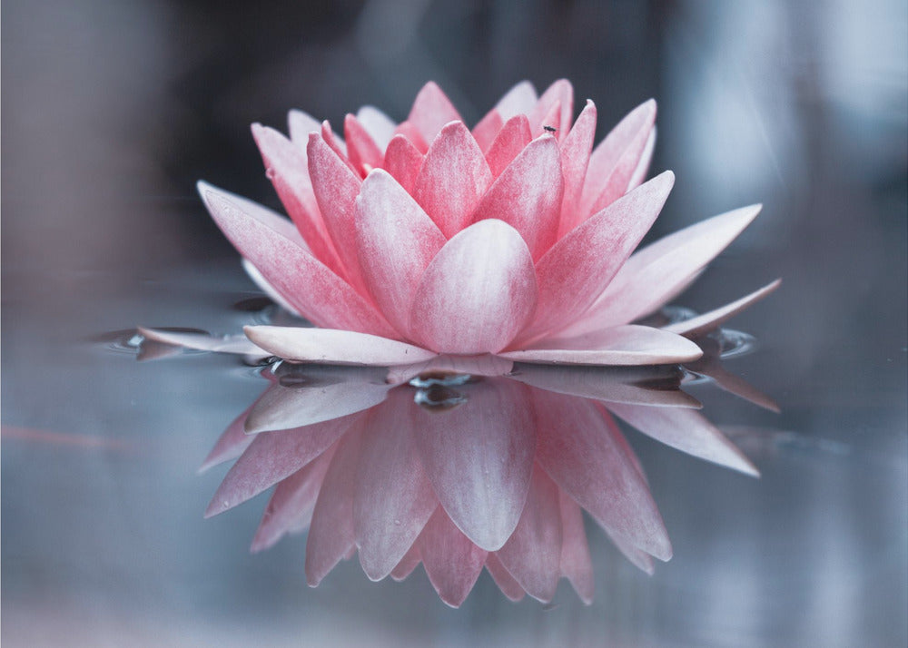 Padmasana | Papier Peint Photo