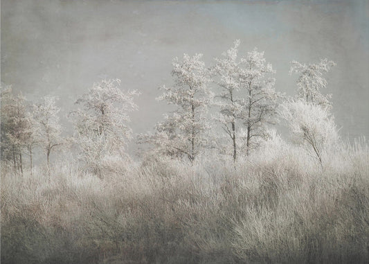 Cold morning | Wallpaper