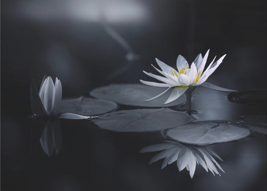 Reflektion | Tapet