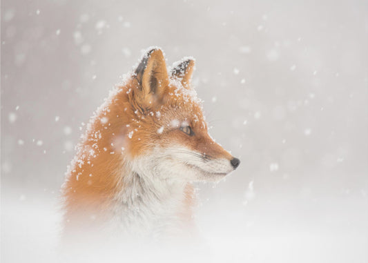 Snön faller… | Tapet