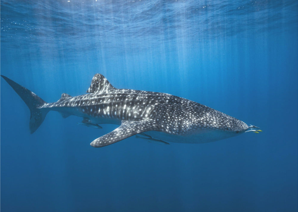 Squalo balena nel blu | Carta da Parati Fotografica