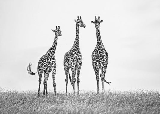 Giraffer på Maraslätter | Tapeter