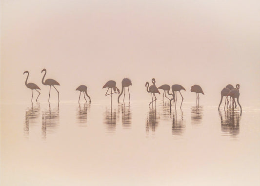 Flamingos i dimman | Tapet