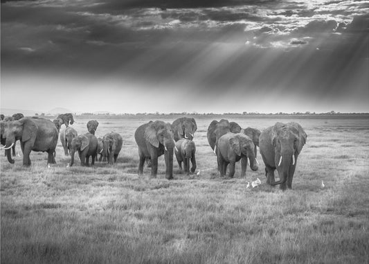 Frukost med pachydermer | Tapet