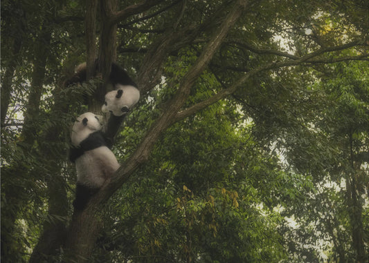 Panda | Tapeter