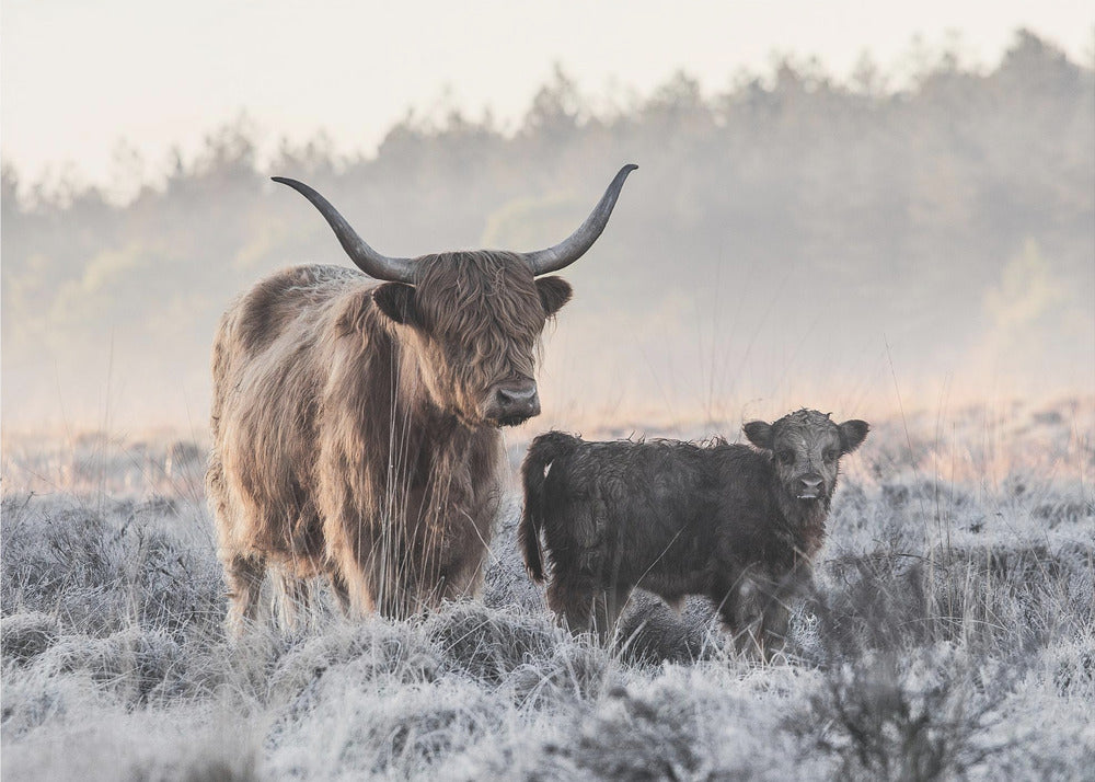 Highlander y Ternero | Impresiones en Lienzo