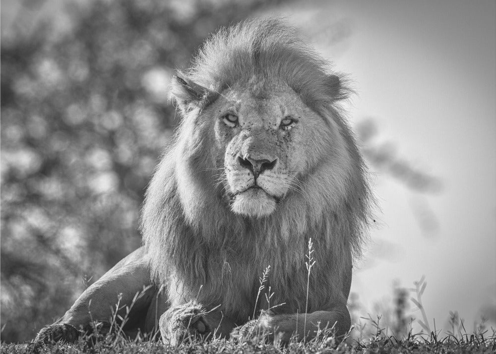 Monochromatischer König der Löwen | Fototapeten