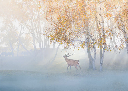 Älg vilse i dimma | Tapet