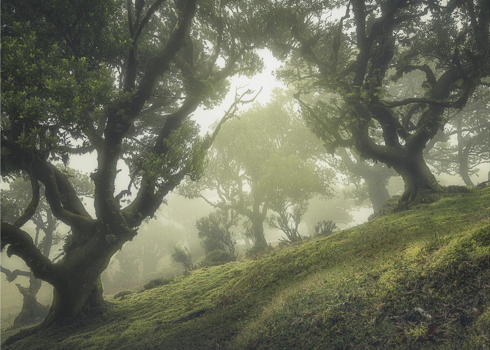 Forêt enchantée | Papier Peint Photo