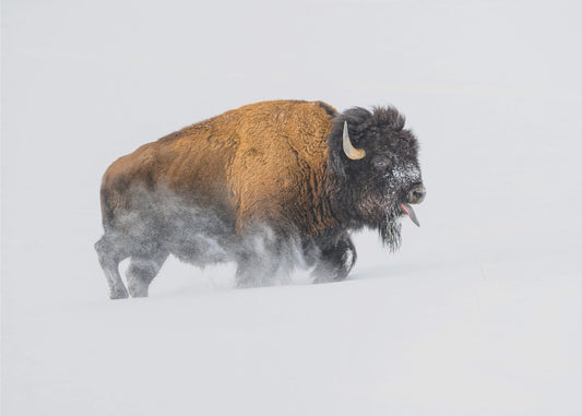 Bison i snön | Tapet