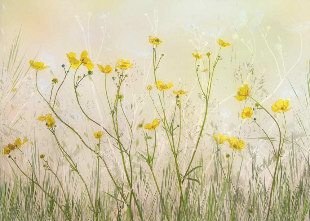Bonjour ! | Papier Peint Photo
