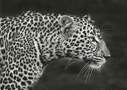 Leopard Close Up | Canvas