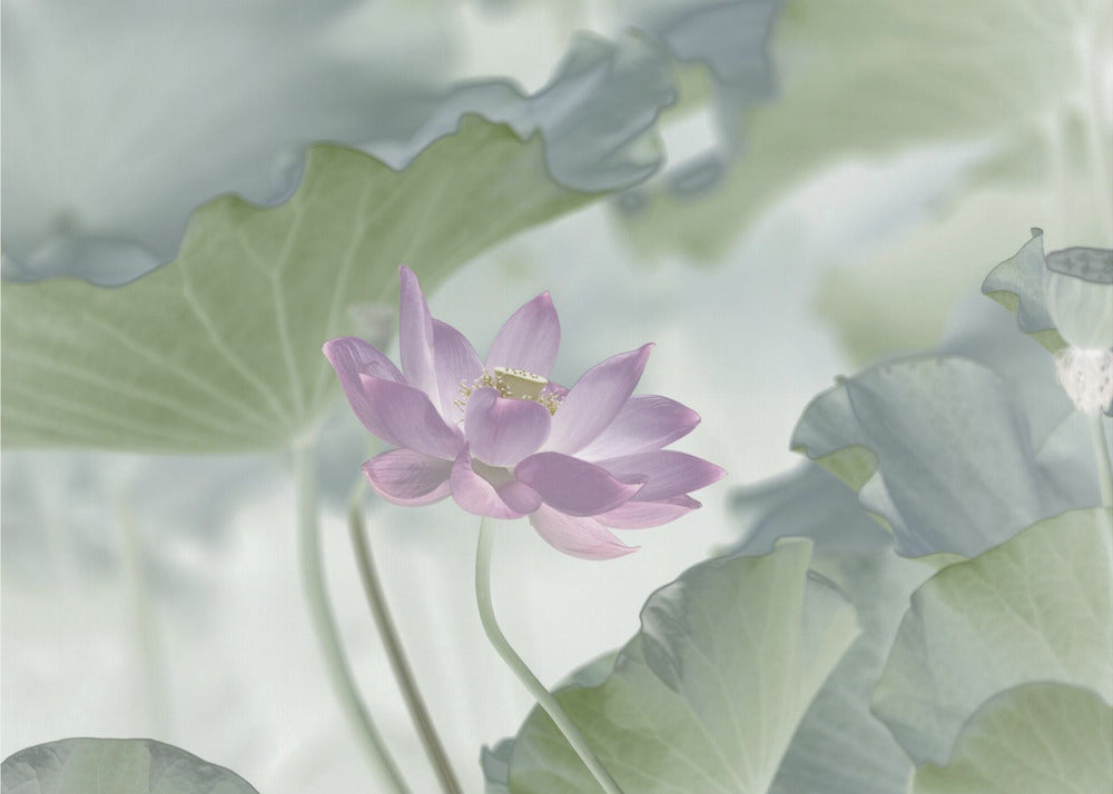 Lotusblomma | Tapet