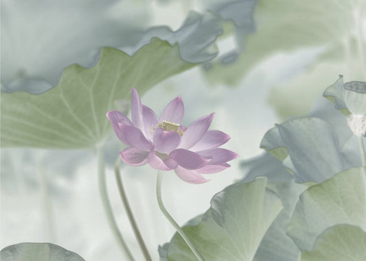 Lotusblomma | Tapet