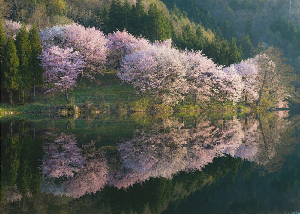 Sakura | Tapet