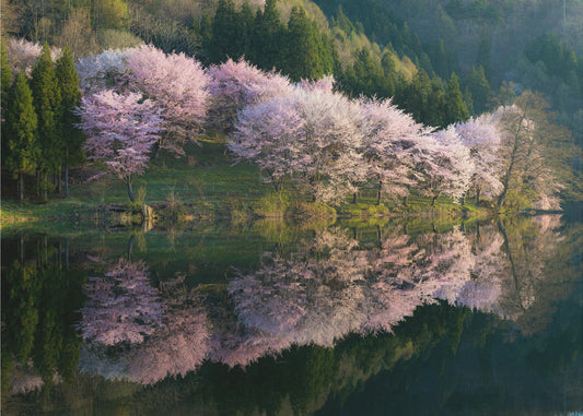 Sakura | Tapet