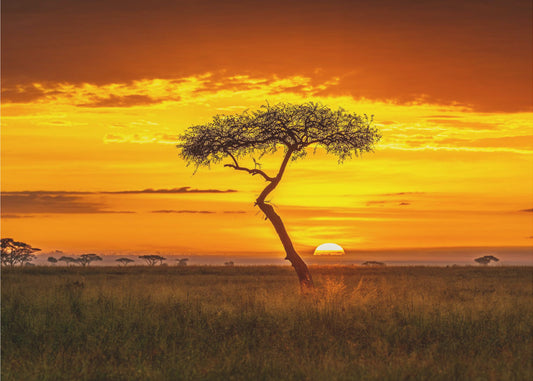 Ursprungligt Afrika | Tapeter