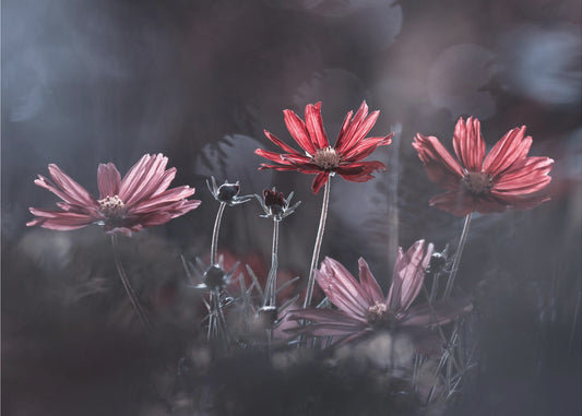 Les fleurs du Bien | Tapet