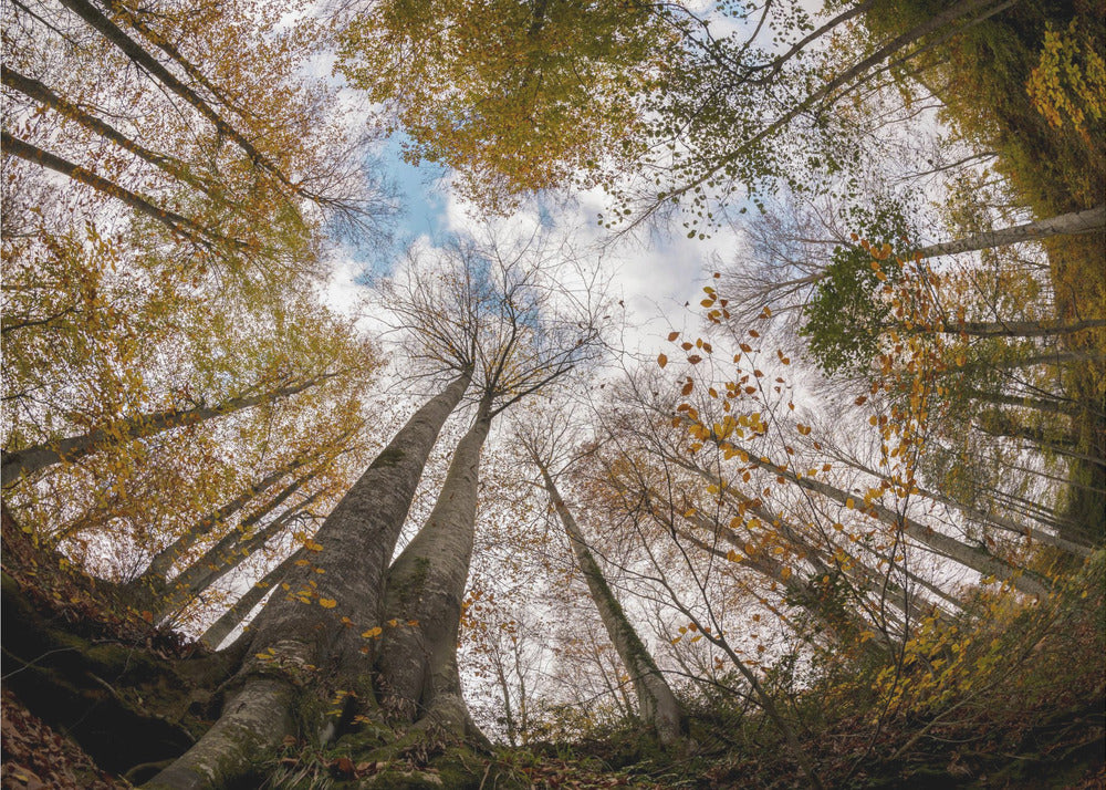 Skog | Tapeter