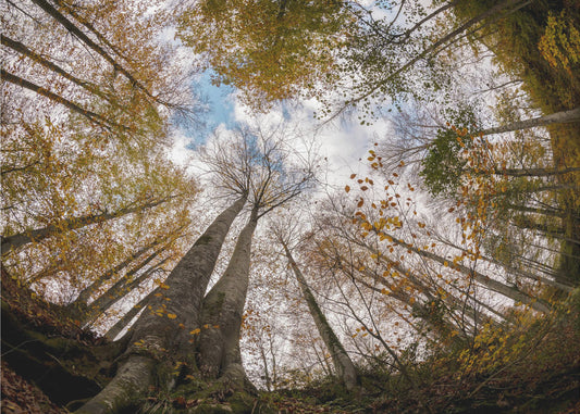 Skog | Tapeter