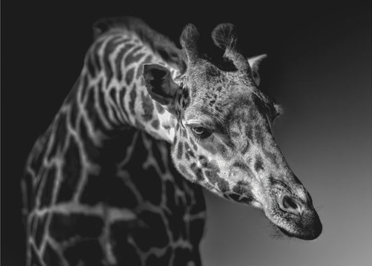 Giraff | Tapet