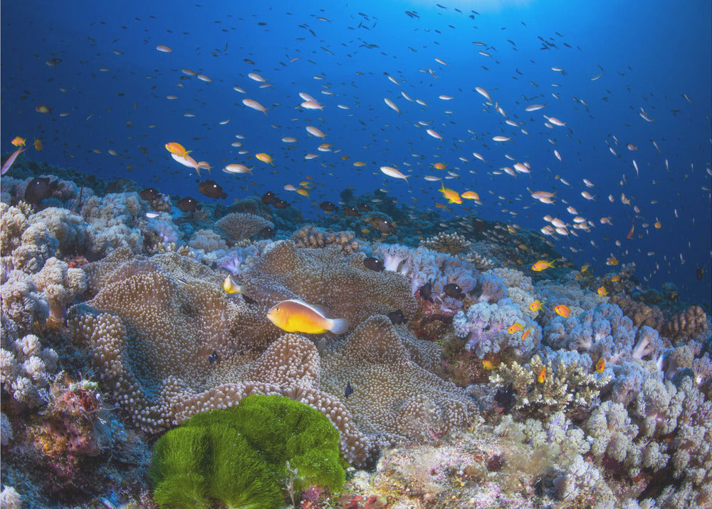 Anemon og Anthias | Fototapeter