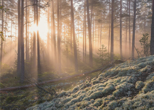 Dimma i skogen med vit mossa i förgrunden | Tapet