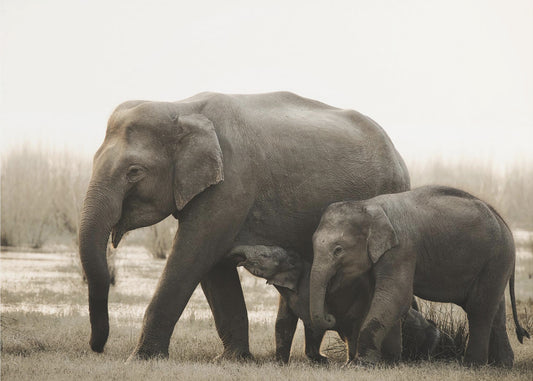 family portrait | Canvas