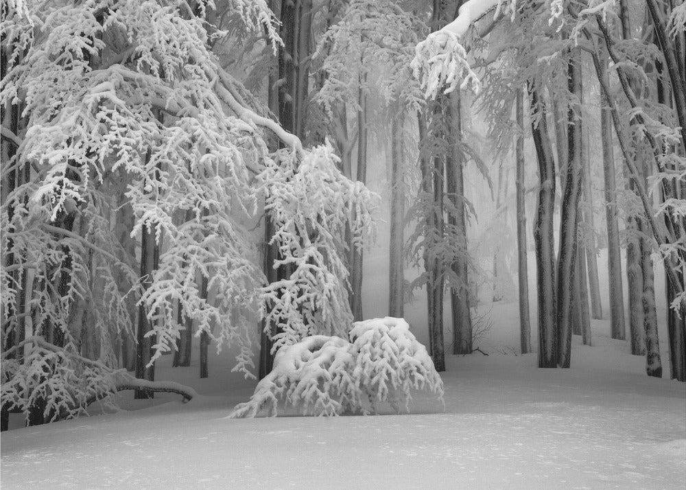 Invierno perfecto | Papel Pintado Fotográfico