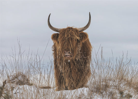 Highlander in Snow | Wallpaper