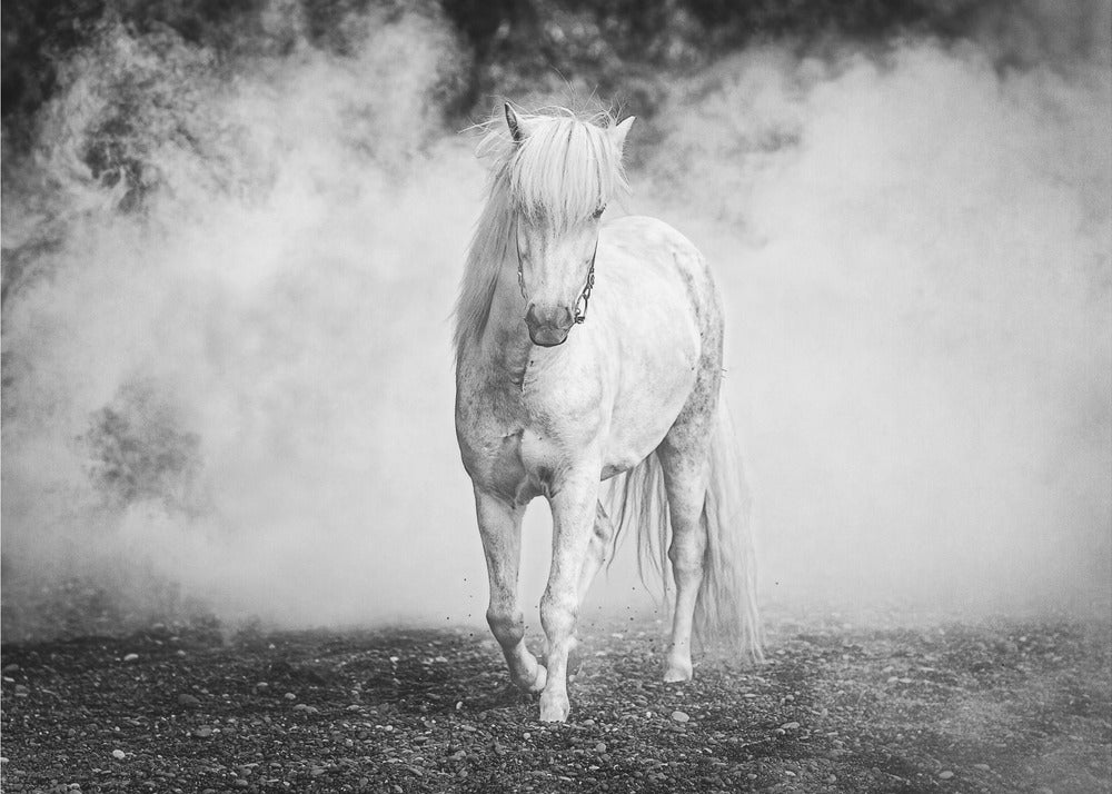 Icelandic pony | Canvas