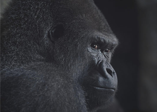 gorilla blick | Tapet