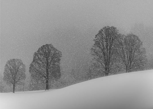 snøhvit | Lerretsbilder