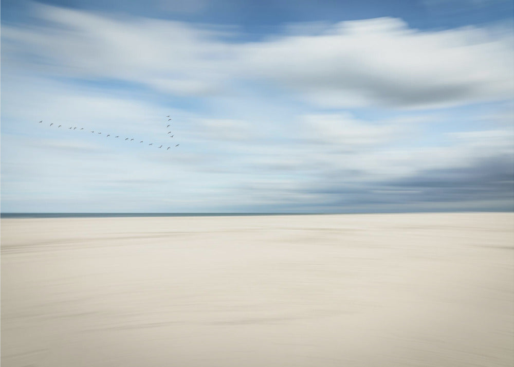 pájaros en la playa | Papel Pintado Fotográfico